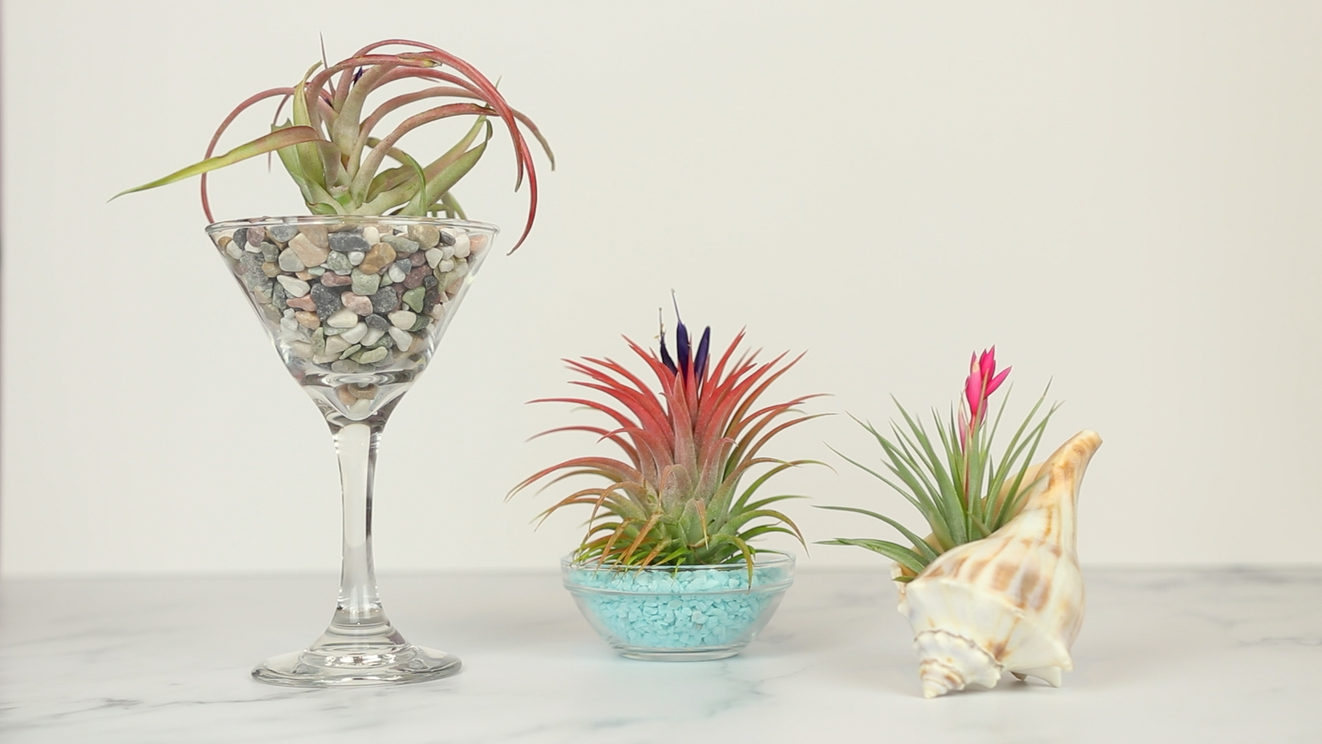 DIY Planters for Air Plants Dollar Store Decor Sewing Report